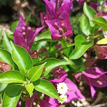 Gioiellino Sardo Apartment Castelsardo