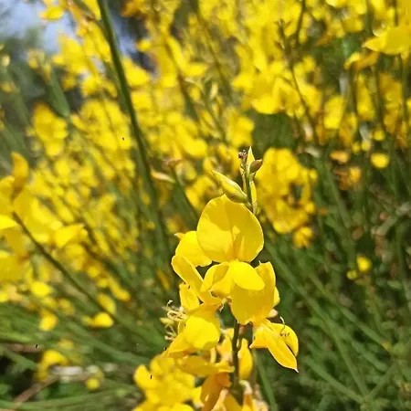 아파트 Gioiellino Sardo *